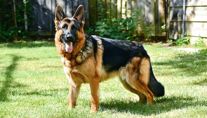 découvrez nos conseils pratiques pour trouver un chien berger allemand à donner gratuitement près de chez vous. explorez les meilleures ressources, associations et plateformes d'adoption pour accueillir un compagnon fidèle sans frais. suivez nos étapes simples et faites le bonheur d'un animal en quête d'un foyer.