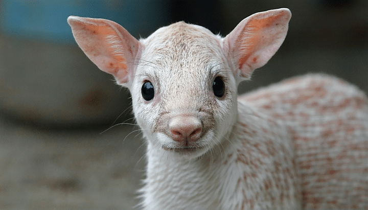 découvrez des conseils pratiques et des solutions efficaces pour trouver une famille aimante pour un chiot abandonné dans le 62. ne laissez pas un animal sans foyer, agissez dès maintenant!