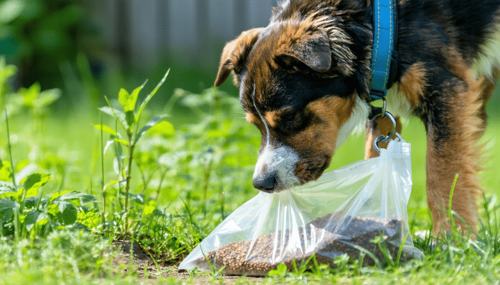 découvrez nos conseils vétérinaires précis sur que faire si votre chien a ingéré de l'engrais naturel. protégez la santé de votre compagnon à quatre pattes avec des recommandations adaptées et des gestes à adopter en cas d'urgence.