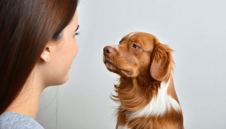 découvrez combien de temps il faut à un chien pour s'attacher à son maître, en prenant en compte son âge et son vécu. apprenez les facteurs qui influencent la création de lien et les conseils pour renforcer cette relation unique.