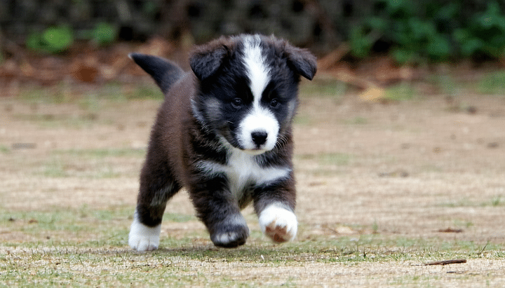 découvrez le chiot le plus mignon du monde selon les races nordiques adorables ! plongez dans notre guide des incroyables chiots nordiques, de l'alaskan malamute au husky sibérien, et laissez-vous séduire par leur charme irrésistible et leur caractère attachant.