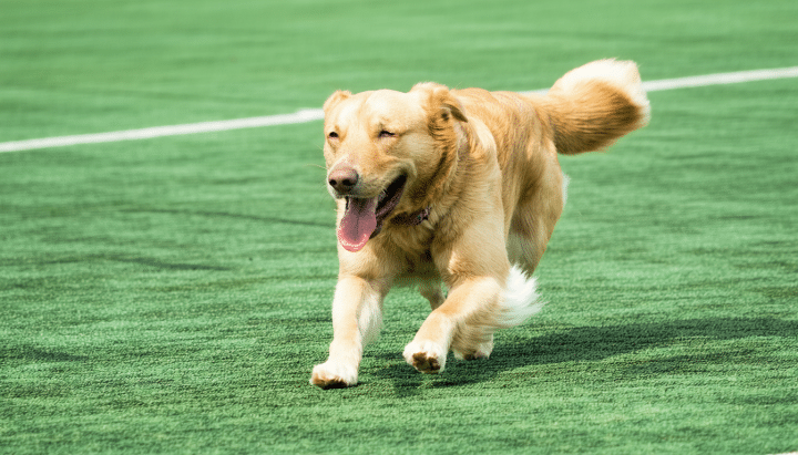 découvrez des conseils pratiques pour aider votre chien à adopter un comportement calme et à ne plus sauter sur les gens. apprenez des techniques d'éducation canine adaptées et créez un environnement serein pour que votre compagnon à quatre pattes s'épanouisse en toute tranquillité.