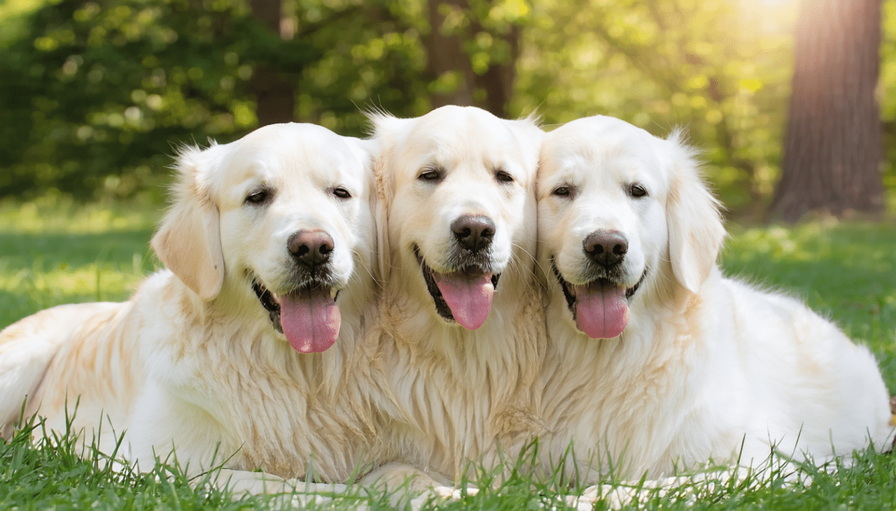 découvrez les soins et l'éducation spécialisés pour chiots au sein de l'élevage golden retriever les amours du champ doré. offrez à votre compagnon à quatre pattes un départ optimal dans la vie grâce à notre expertise et notre passion.