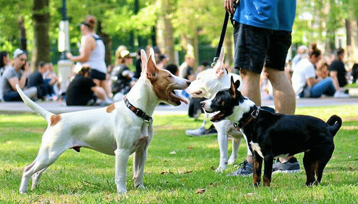 découvrez nos conseils pratiques pour bien socialiser votre bull terrier et miniature bull terrier dès leur jeune âge. apprenez les meilleures techniques d'apprentissage et d'interaction pour favoriser une cohabitation harmonieuse et équilibrée entre votre chien et son environnement.