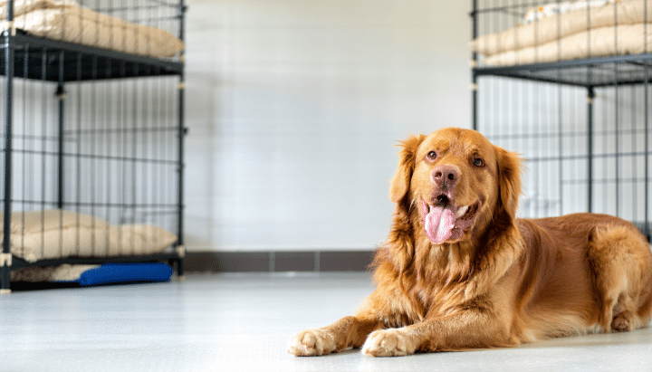 découvrez nos conseils pratiques pour choisir la meilleure pension pour chien en ille-et-vilaine afin de garantir un séjour paisible pour votre compagnon à quatre pattes pendant vos vacances. comparez les services, vérifiez les avis et faites le bon choix pour le bien-être de votre animal.