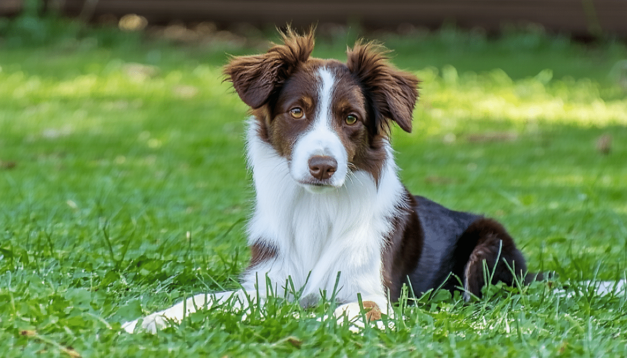 découvrez l'espérance de vie du chien bruno du jura et apprenez des conseils pratiques pour optimiser sa santé et son bien-être. informations essentielles pour les propriétaires afin d'assurer une vie longue et heureuse à leur fidèle compagnon.