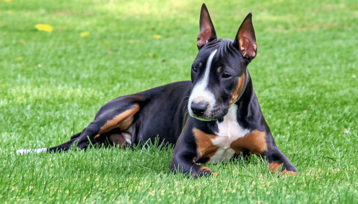 découvrez tout ce qu'il faut savoir sur le caractère unique et l'éducation du bull terrier noir et feu. apprenez à mieux comprendre cette race fascinante, ses besoins spécifiques, et comment lui offrir une éducation adaptée pour en faire un compagnon équilibré et heureux.