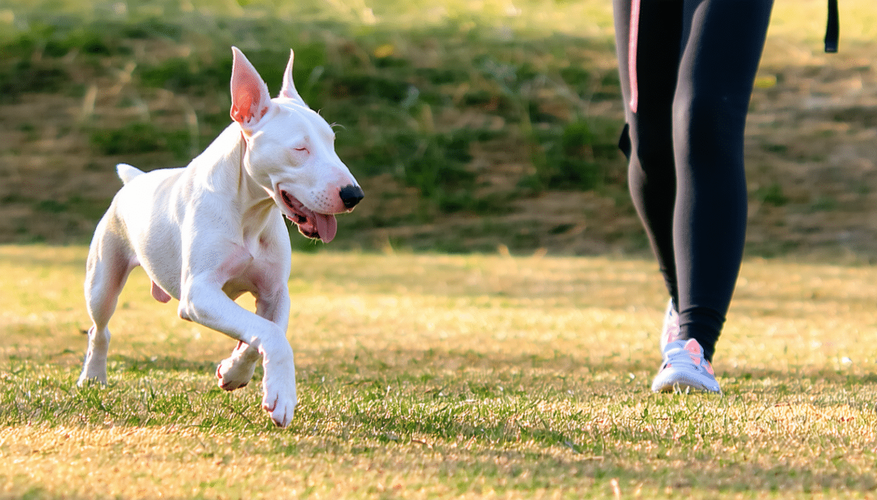 découvrez nos conseils essentiels pour éduquer bull et noisy le grand, deux races de chiens dynamiques et affectueuses. apprenez les méthodes d'éducation adaptées pour renforcer votre complicité et assurer le bien-être de votre compagnon à quatre pattes.