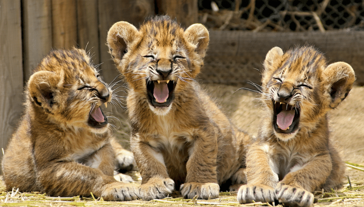 découvrez l'espérance de vie d'un lion en milieu sauvage par rapport à celle en captivité. cet article explore les facteurs qui influencent la longévité de ces majestueux félins, ainsi que les enjeux de leur conservation.