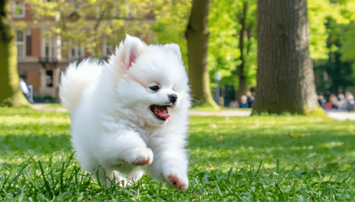 découvrez comment trouver un élevage de spitz nain en île-de-france. suivez notre guide pour choisir le meilleur éleveur et accueillir un chiot en toute confiance, grâce à des conseils pratiques et avis d'experts.