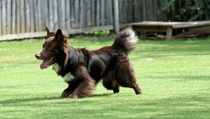 découvrez pourquoi votre chien hurle comme un loup, en explorant ses instincts naturels, ses besoins émotionnels et les raisons derrière ce comportement ancestral.