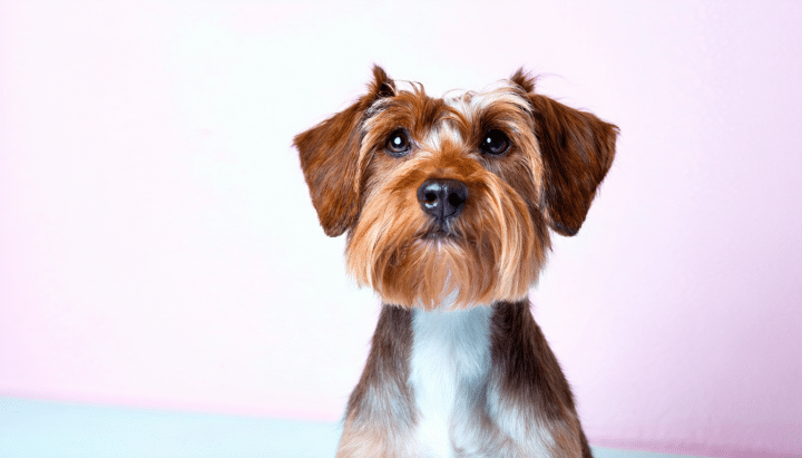 découvrez nos conseils pour choisir le meilleur toiletteur pour chien à salon-de-provence. offrez à votre compagnon les meilleurs soins grâce à des critères simples et efficaces pour trouver un professionnel de confiance.