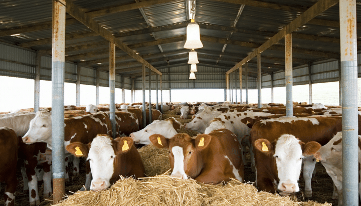 confiez la santé de vos animaux d'élevage à l'earl de la vallée de l'empereur : des soins experts, adaptés à chaque espèce, pour assurer le bien-être et la performance de votre cheptel.