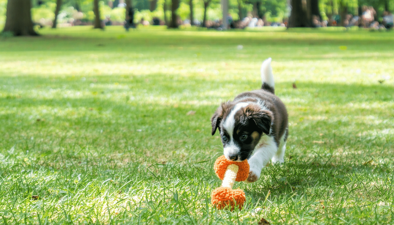 découvrez les raisons pour lesquelles votre chiot ne fait pas ses besoins en promenade et apprenez des astuces pratiques pour l'aider à s'adapter à l'extérieur. notre guide vous fournira des conseils utiles pour encourager votre compagnon à fourrir ses besoins lors des sorties.