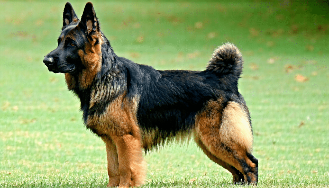 découvrez tous les conseils et astuces pour réussir l’éducation de l’altdeutsche schäferhund, le berger allemand ancien : caractère, méthodes de dressage et besoins spécifiques.