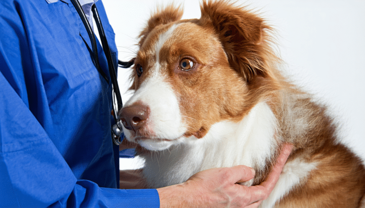 découvrez pourquoi votre chien fait demi-tour en promenade, quelles en sont les causes, et apprenez des méthodes efficaces pour le rassurer et profiter sereinement de vos balades ensemble.