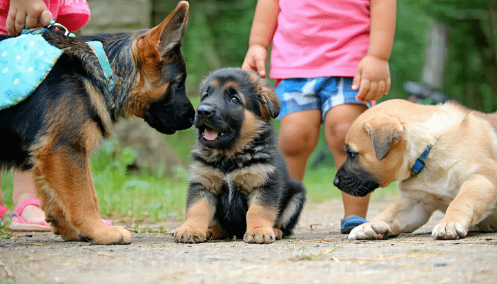 découvrez nos conseils pour bien accueillir un chiot berger allemand de 3 mois à donner dans votre foyer : préparation de l’espace, premiers jours, alimentation, éducation et astuces pour une intégration réussie.