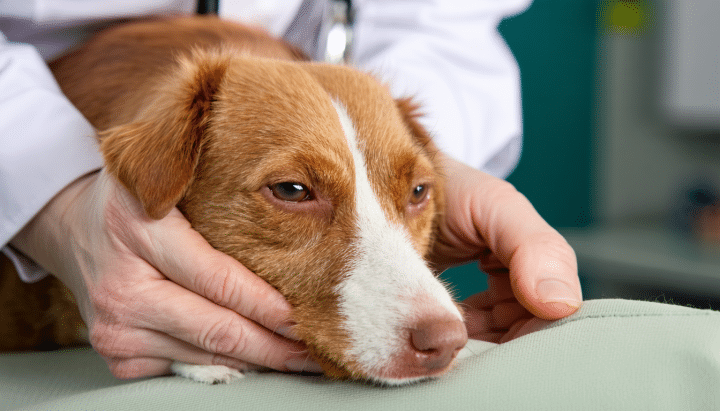 découvrez comment la clinique vétérinaire vignes et moine accompagne les animaux seniors avec des soins adaptés, une équipe attentionnée et des services spécialisés pour assurer leur bien-être et leur santé au quotidien.