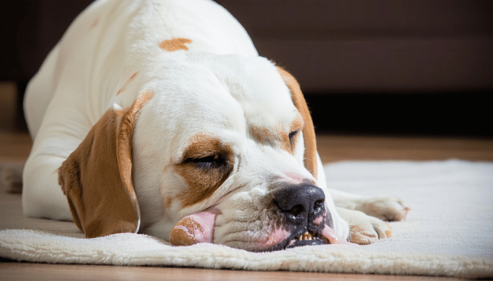 votre chien vomit un liquide jaune et refuse de manger ? découvrez les principales causes de ces symptômes, les solutions adaptées et les signes qui doivent vous alerter pour consulter un vétérinaire rapidement.