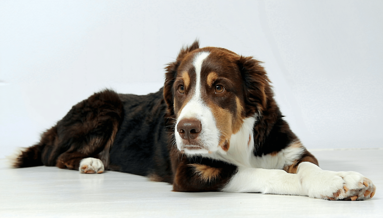 découvrez quelle est l’espérance de vie des chiens atteints d’ostéosarcome grâce aux avancées des nouveaux traitements. informations sur les symptômes, diagnostics récents et solutions thérapeutiques pour améliorer la qualité de vie de votre animal.