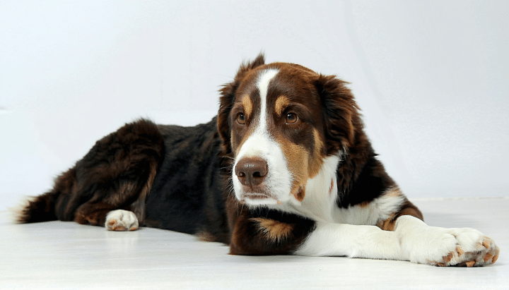 découvrez quelle est l’espérance de vie des chiens atteints d’ostéosarcome grâce aux avancées des nouveaux traitements. informations sur les symptômes, diagnostics récents et solutions thérapeutiques pour améliorer la qualité de vie de votre animal.