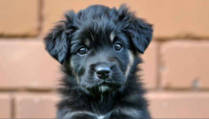 découvrez tout sur le bruno du jura, la race de chien de pied idéale pour la chasse au sanglier : caractéristiques, avantages et conseils avant d’acheter un chiot ou un adulte à vendre.