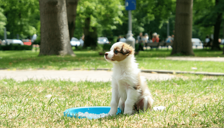 découvrez nos conseils pratiques et efficaces pour apprendre la propreté à votre chiot en appartement. astuces, étapes et méthodes douces pour un chiot propre rapidement, même en milieu urbain !