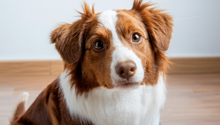 découvrez la pension la renardière, un lieu sécurisé et chaleureux pour le bien-être de vos chiens et chats durant votre absence. confiance, soins attentifs et environnement paisible assurés !