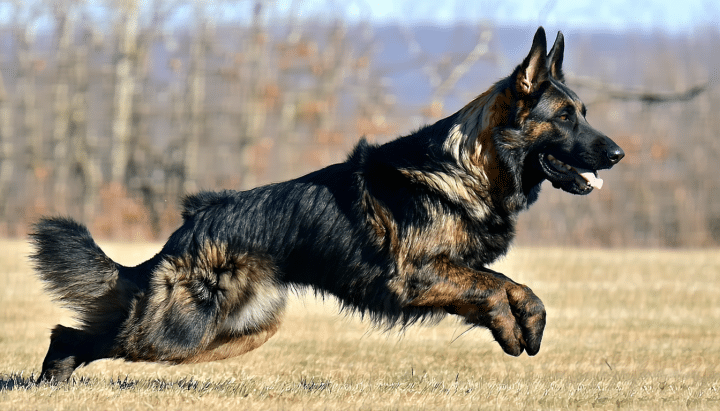 découvrez tout sur le berger hollandais à poil long : son caractère unique, ses besoins spécifiques et les soins essentiels pour assurer son bien-être au quotidien.
