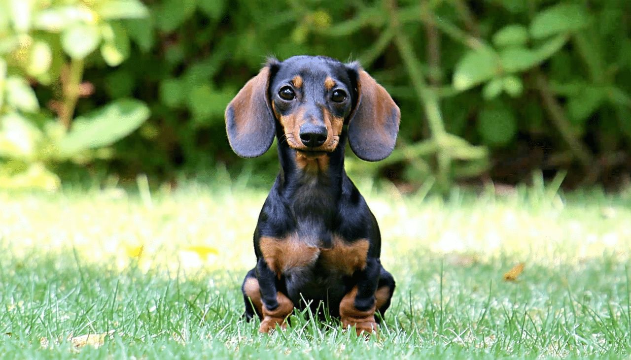 découvrez nos conseils pratiques pour éduquer efficacement un teckel à poil dur nain en appartement. astuces, méthodes adaptées et recommandations pour une cohabitation harmonieuse avec votre petit compagnon.