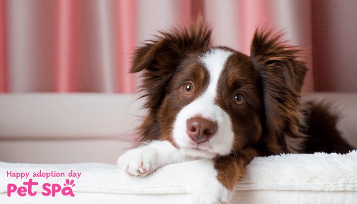 découvrez les étapes pour adopter un animal à la société protectrice des animaux de saint-parres-aux-tertres : conseils, démarches et informations utiles pour offrir une nouvelle famille à un compagnon abandonné.