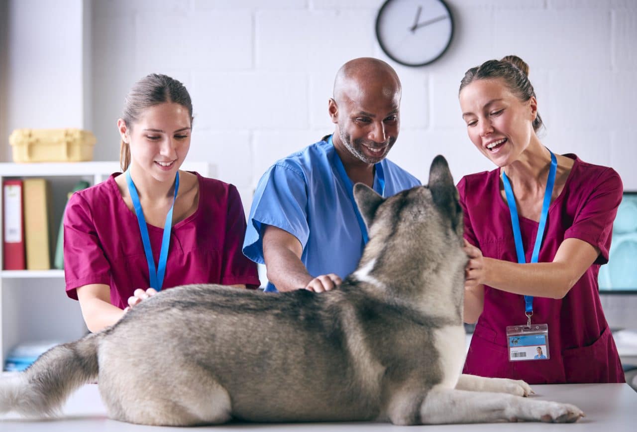 Urgence veterinaire Montpellier