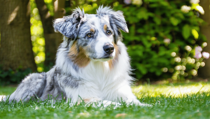 découvrez tout sur l’élevage des jardins de mezzavia, spécialiste du berger australien : méthodes d’élevage, conseils, bien-être des chiens et engagement envers cette race exceptionnelle.