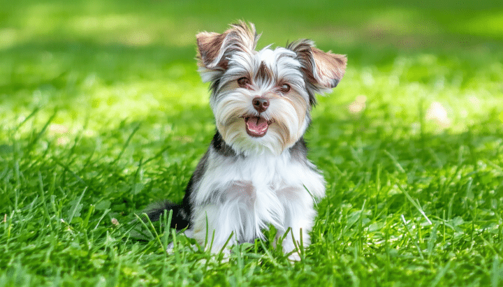 découvrez comment trouver et choisir un yorkshire biewer nain à vendre. suivez notre guide pour sélectionner le compagnon idéal, connaître les critères de sélection et garantir le bien-être de votre futur chiot.