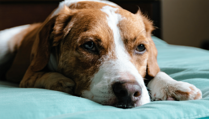 découvrez les signes à surveiller chez un chien diabétique en fin de vie et apprenez quelles actions mettre en place pour apaiser ses souffrances et l’accompagner avec bienveillance durant cette période difficile.