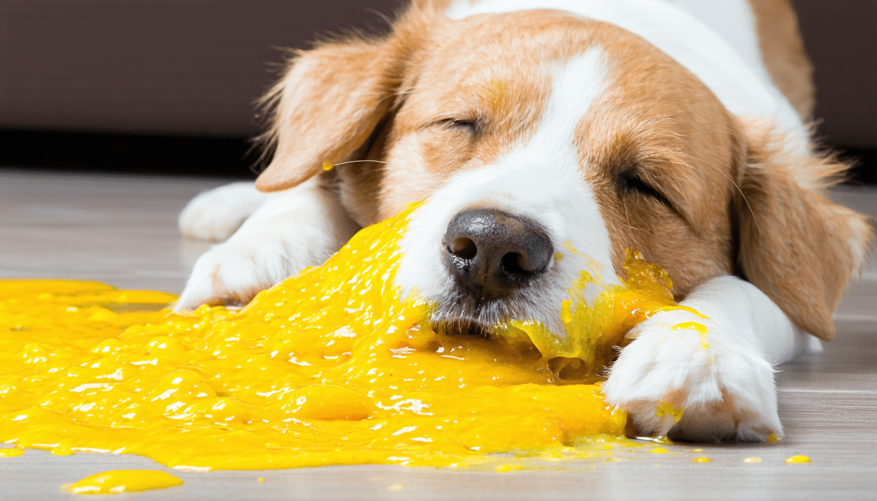 Sitemapcdatahttpsintkedriinfochien Vomit Jaune