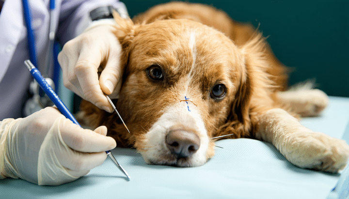 découvrez en combien de temps un chien guérit après la pose de points de suture. conseils sur la cicatrisation, les soins, et les signes à surveiller pour assurer une récupération optimale de votre compagnon.