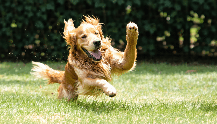 découvrez nos conseils pour trouver un golden cocker retriever à vendre et choisir un éleveur fiable afin d’accueillir un chiot en bonne santé et au caractère équilibré.