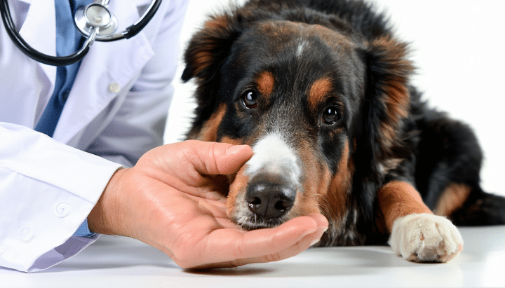 découvrez les causes possibles d'un bouton blanc sur les testicules de votre chien, les symptômes associés et quand il est important de consulter un vétérinaire. guide complet pour la santé de votre animal.