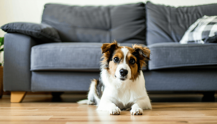 découvrez le top 7 des races de petits chiens qui aboient peu, parfaits pour ceux qui vivent en appartement et recherchent un compagnon discret, calme et adapté à la vie citadine.