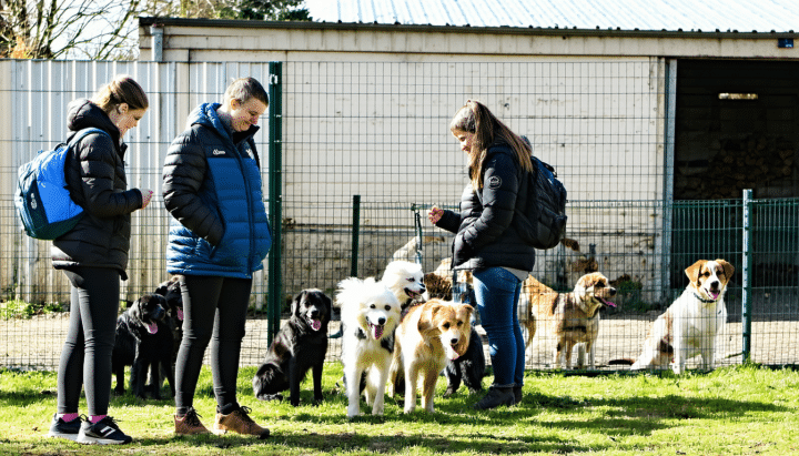 découvrez nos conseils pour adopter un cavalier king charles à donner en lorraine en toute confiance. trouvez votre futur compagnon auprès de familles ou d'associations sérieuses, et offrez-lui un foyer chaleureux et aimant.