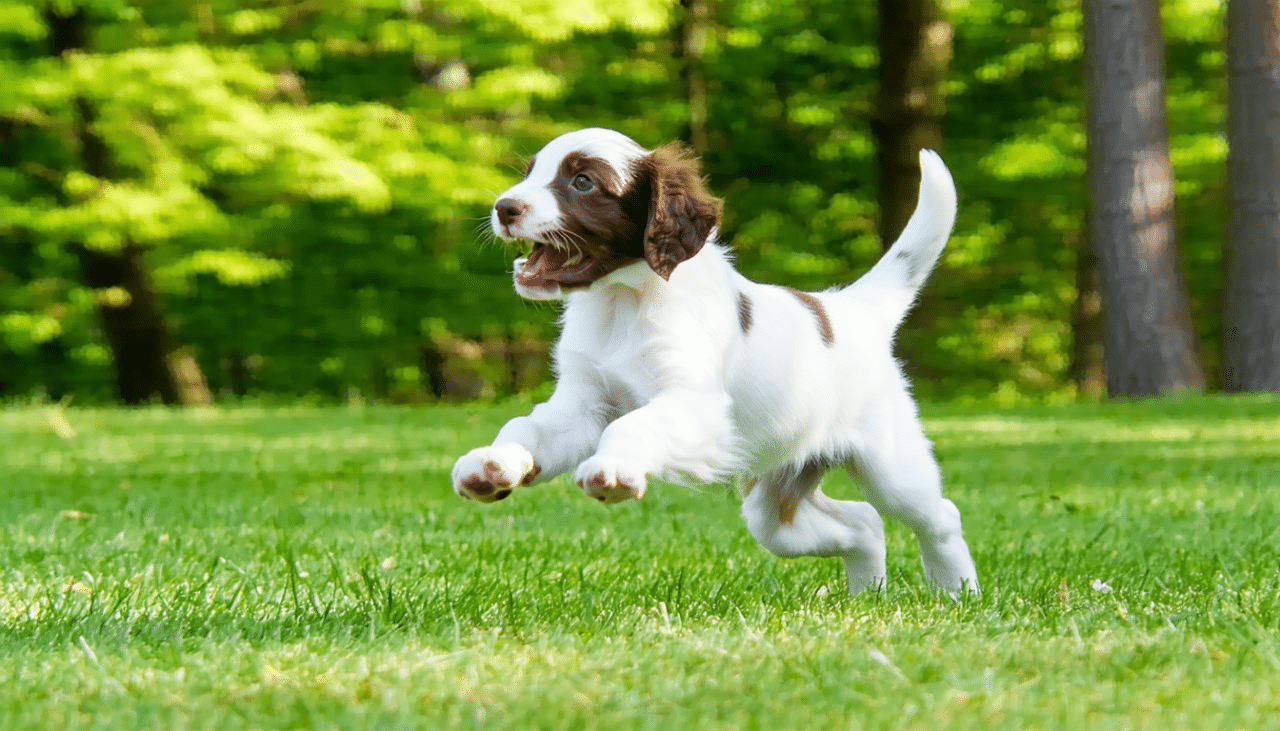 découvrez nos conseils pratiques pour bien entraîner un setter anglais à la chasse au gibier : méthodes d’éducation, astuces pour développer son instinct de chasse et garantir son obéissance sur le terrain.