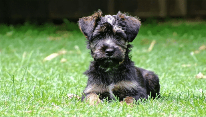 découvrez comment trouver et adopter facilement un animal de compagnie avec le bon coin animaux creuse 23. suivez nos conseils pratiques pour faire le bon choix et assurer le bien-être de votre futur compagnon.