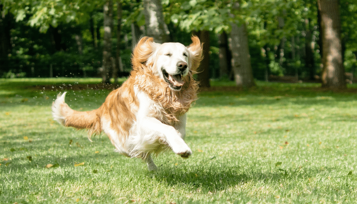 découvrez nos conseils pratiques pour adopter un chiot golden retriever à donner près de marseille et vivre une adoption sereine. préparez-vous à accueillir votre nouveau compagnon en toute tranquillité !