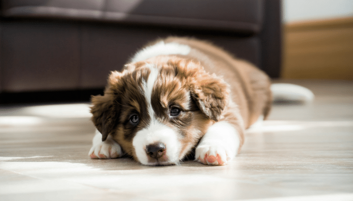 découvrez comment adopter un chiot pinscher nain à donner tout en apportant votre soutien aux refuges. suivez nos conseils pour offrir une seconde chance à un animal tout en contribuant à la protection des chiens en attente d’adoption.