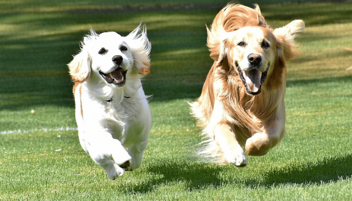découvrez nos conseils pratiques pour bien s'occuper d'un cocker spaniel et d'un golden retriever ensemble : alimentation, éducation, activités et astuces pour garantir leur bonheur et leur harmonie au quotidien.