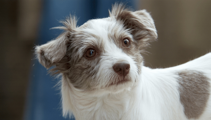 découvrez les meilleures adoptions d’animaux au refuge d’aix-en-provence en 2024. conseils, démarches, profils des animaux et astuces pour adopter le compagnon idéal dans notre guide complet.