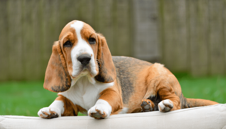 découvrez nos conseils pratiques pour bien éduquer un chiot basset fauve de bretagne. astuces, méthodes efficaces et recommandations pour favoriser l’apprentissage et le bien-être de votre compagnon à quatre pattes.