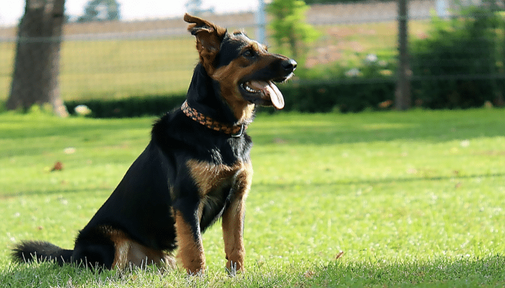 découvrez comment apprendre à votre chien à s'asseoir sur commande grâce à des méthodes positives, douces et efficaces. conseils, astuces pratiques et étapes simples pour un dressage réussi et respectueux.