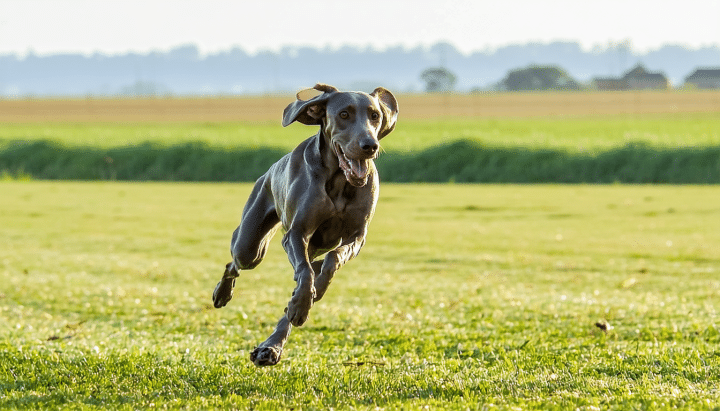 découvrez tous les conseils essentiels pour l’élevage du braque de weimar. offrez à votre chien une vie épanouie grâce à des astuces sur l’éducation, la santé et le bien-être de cette race élégante et dynamique.